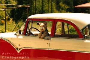 Doggie in the Window of Classic Car