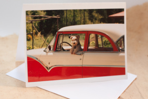 Photo card: doggie in the window of vintage car