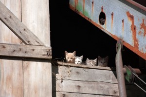 5 Kittens Peaking out of Barn Opening