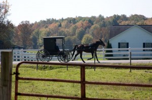 Amish Horse and Buggy