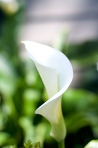 Calla Lily