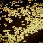 golden-colored grains of rice