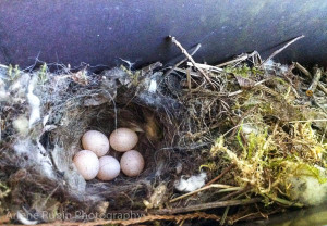 Bewick's Wren bird nest with 5 eggs