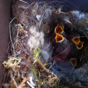 Bewick's Wren baby birds with mouths wide open