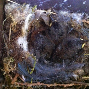 Bewick's Wren baby birds 1 week old