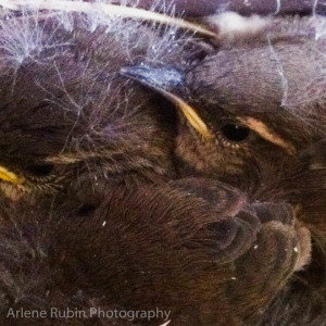 Bewick's Wren baby birds closeup