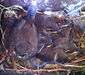 Bewick's Wren baby birds before leaving the nest