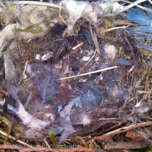 Empty nest: Bewick's Wren