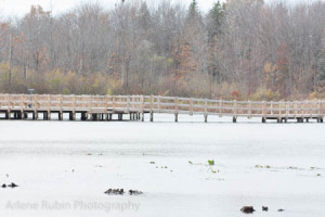 Cleveland landscape with bridge on pond and fall foliage