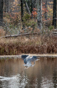 Great blue heron landing on water