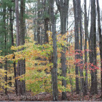 Trees with colorful fall foliage