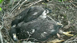 Eaglets snuggling together: best buddies