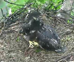 Eaglets snuggling in the rain: Eaglet sibling love