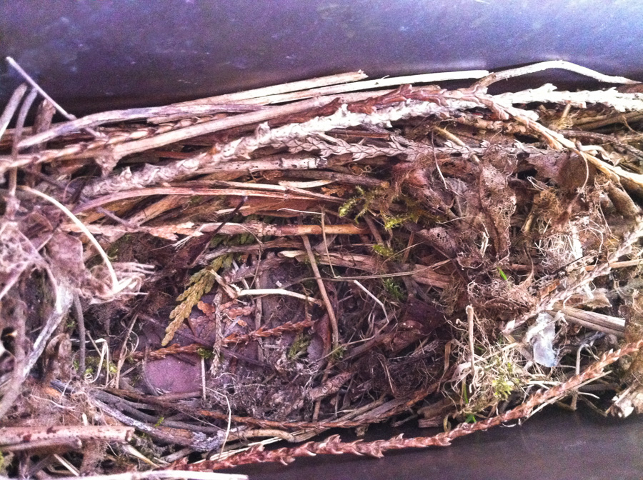 IMG_2520-bird-nest-eggs-A-Rubin.jpg