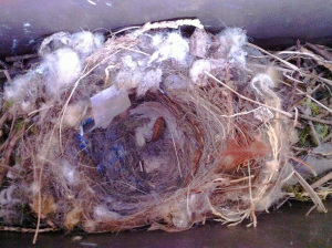 Bewick's Wren bird nest in mailbox complete