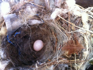 Bewick's Wren bird nest in mailbox with one egg