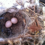 Bewick's Wren bird nest in mailbox with two eggs