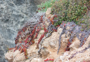 Colorful cliffscape