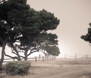 Mendocino-wedding_MG_5831.jpg