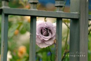 05B_13A.jpg Purple Rose Peaking Through Iron Fence